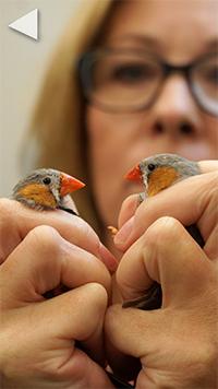 video cover Why Song Birds Are Losing Color